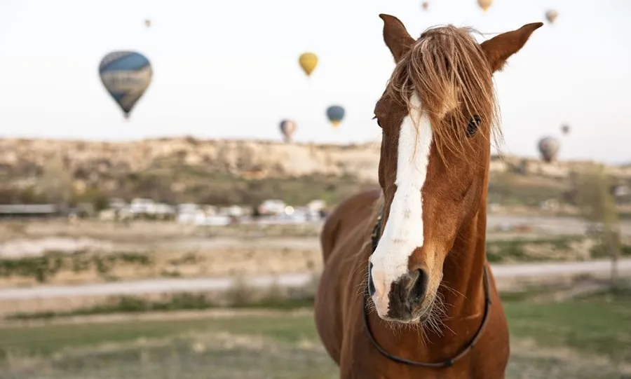 2nd International Cappadocia Horse and Equestrian Culture Festival